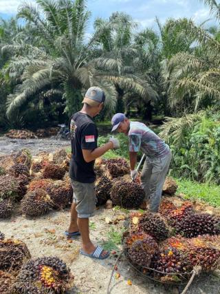 Apkasindo Kalbar: Perlu Evaluasi Komprehensif Sebelum Memutuskan Menutup PKS Komersial