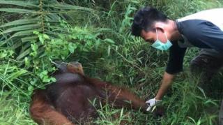 Orangutan Bisa Melahirkan dan Hidup Baik di Sekitar Perkebunan Selama Ekosistem Dijaga