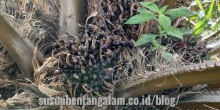 Praktisi. Partenokarpi Sangat Terkait dengan Karakter Varietas Sawit, Umur Tanaman, dan Praktik Budidaya