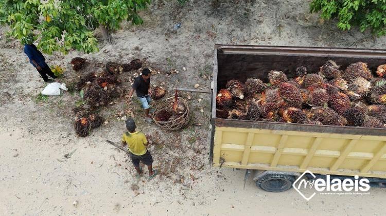 Profesi Bersyarat Aswin Bahar