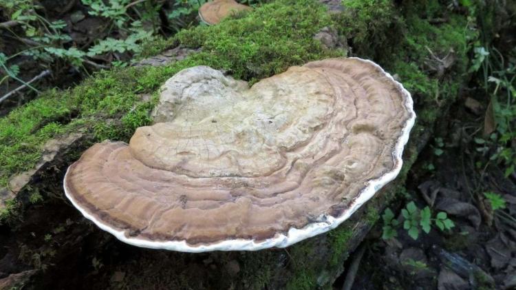 Bak Kapal Selam, Ganoderma Tak Kelihatan tapi Bisa Membuat Banyak Tanaman Sawit Tumbang Tiba-tiba