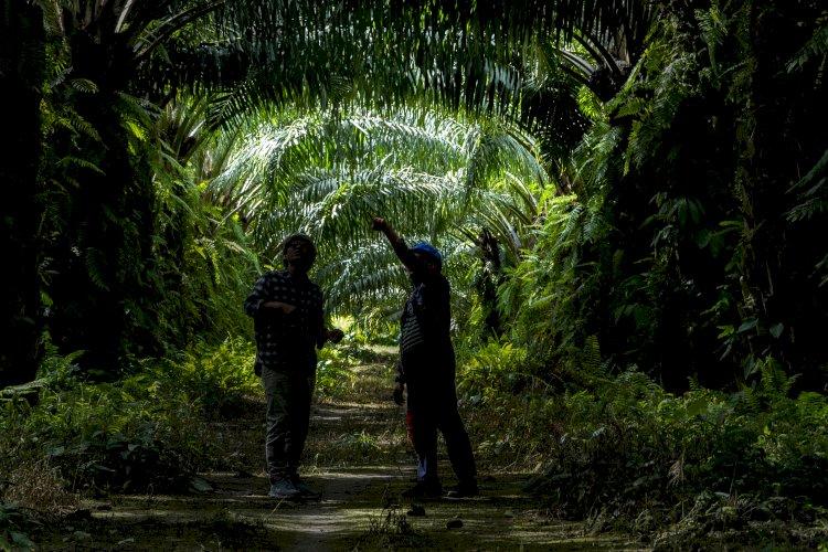 Bioemulsifier Sawit Hadir sebagai Solusi Pengemulsi Alami 