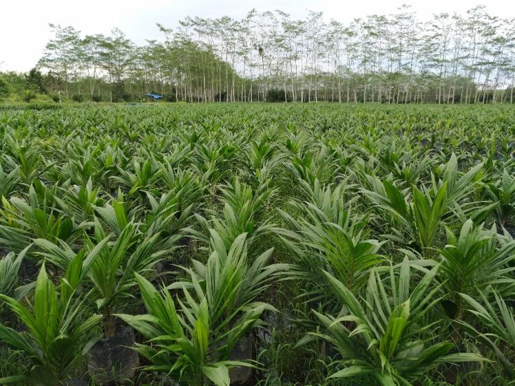 PSR Tak Dinikmati Semua Petani, Apkasindo Apresiasi Pemkab Kaur yang Siapkan 36.000 Bibit Sawit Unggul