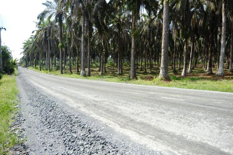 Tenang! Satu per Satu Akses Jalur Produksi Sawit di Siak Mulai Dibereskan