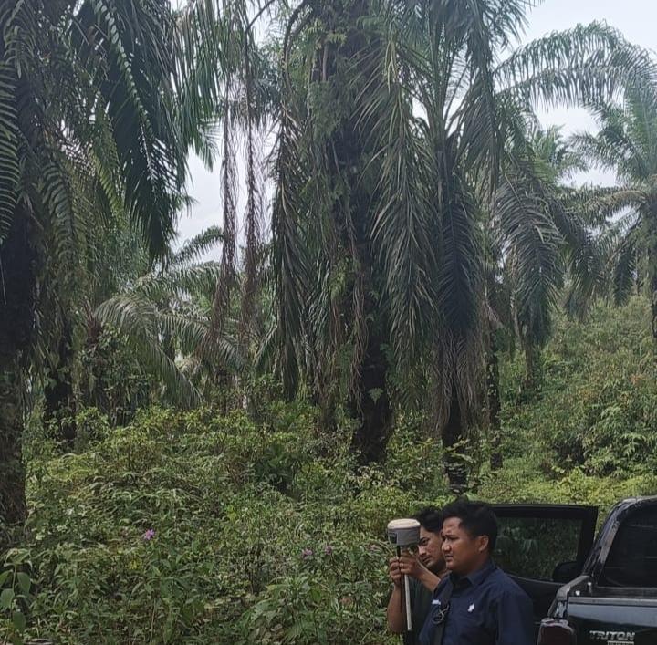 TKD Berisi Tanaman Sawit di Bungo Terlantar 6 Tahun, Aspek-PIR Berharap Perhatian Gapki