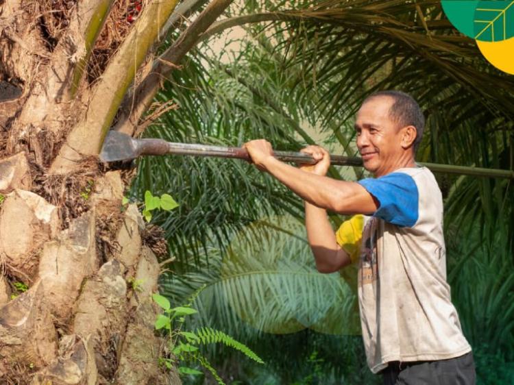 Senjang, Tingkat Produktivitas Kebun Sawit Negara Dibandingkan Milik Swasta dan Rakyat