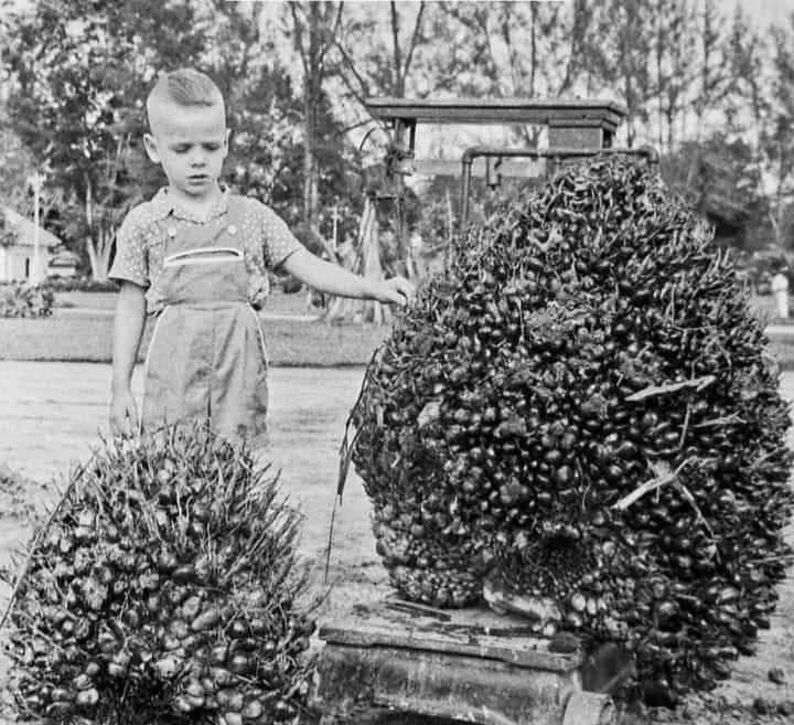 Hari Sawit Nasional Diperingati Besok, Berawal dari Gagasan DMSI