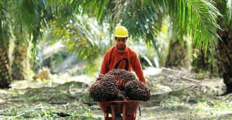 Soal STDB, Akademisi: Keberlanjutan Industri Sawit Tidak akan Tercapai Jika Petani Kecil Terus Diabaikan