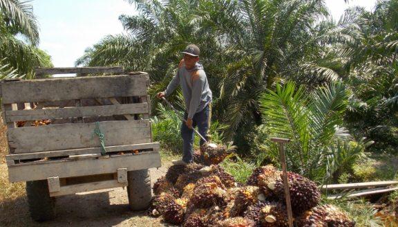 Naik, Segini TBS Sawit di Jambi Dibandrol Pekan Ini .