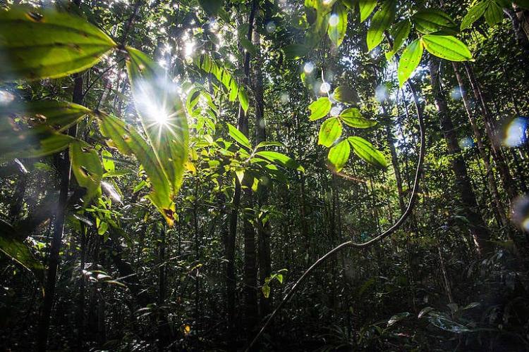 Pakar Bicara Fiksi Administratif yang Membahayakan di Peta Kehutanan Indonesia, Ini Penjelasannya