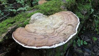 Bak Kapal Selam, Ganoderma Tak Kelihatan tapi Bisa Membuat Banyak Tanaman Sawit Tumbang Tiba-tiba