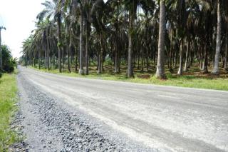 Tenang! Satu per Satu Akses Jalur Produksi Sawit di Siak Mulai Dibereskan