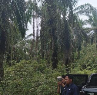 TKD Berisi Tanaman Sawit di Bungo Terlantar 6 Tahun, Aspek-PIR Berharap Perhatian Gapki