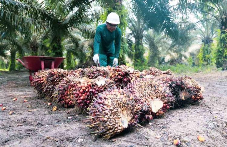 Harga Sawit Plasma di Riau Naik, Dibandrol Rp3.515,90/Kg