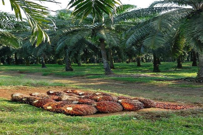 Pesat, Segini Sekarang Luas Perkebunan Sawit di Jabar