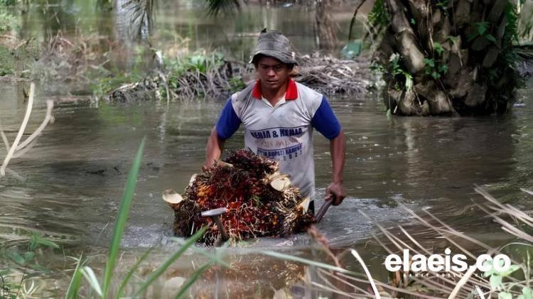 Harga Relatif Stabil, tapi Produksi Sawit di Aceh Belum Stabil Pascabencana Banjir-Longsor