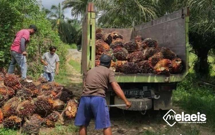Hore! Harga Sawit di Sumbar Naik Lagi
