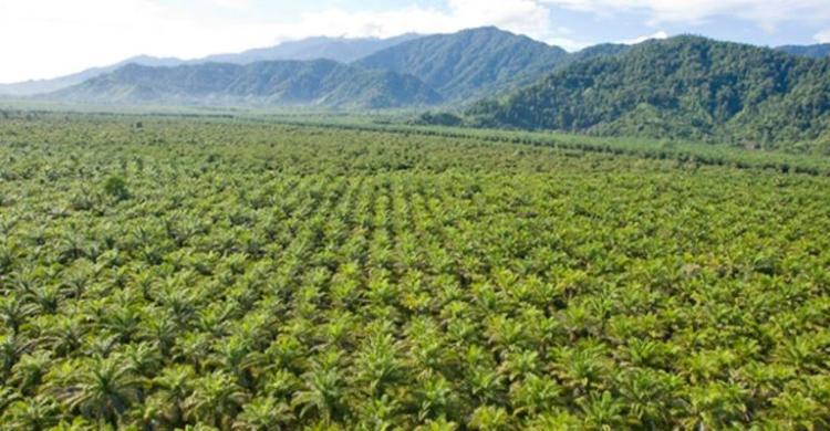 Apkasindo Papua Minta Pemerintah Maksimalkan Kebun Sawit yang Sudah Ada