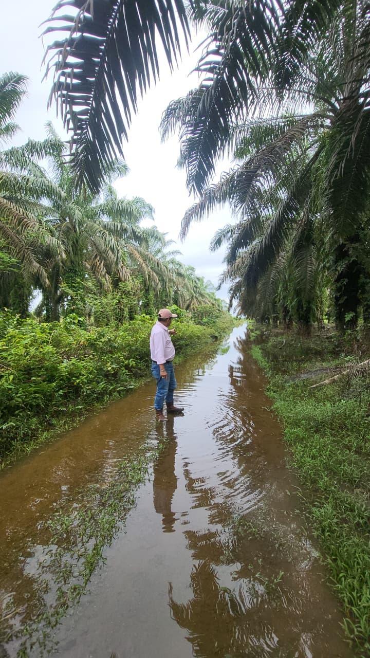 Berangsur Normal, Petani di Pasbar Sudah Mulai Memanen Sawitnya