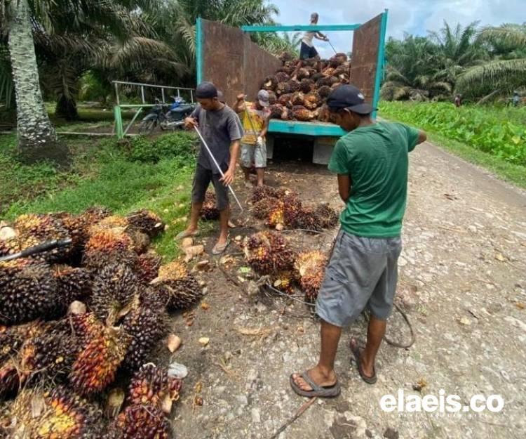 Jelang Tutup Tahun, Harga Sawit di Sumbar Kembali Naik
