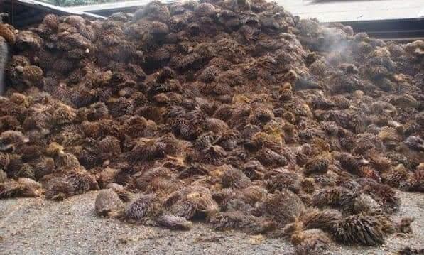 Tim Peneliti IPB University Berhasil Kembangkan Rompi Anti-peluru Berbahan TKKS