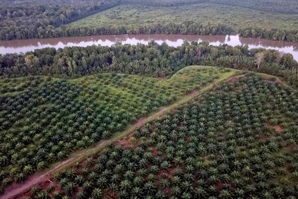 Minyak Sawit di Sierra Leone Kini Bersertifikasi RSPO