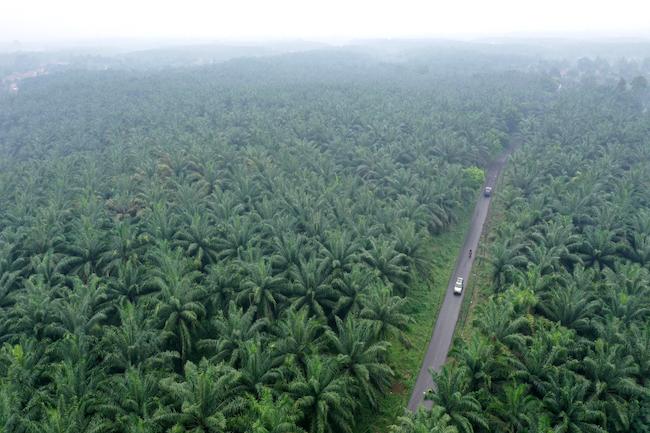 Persoalan Utama Sawit Indonesia Bukan Lemahnya Dasar Ilmiah, tapi Kekalahan dalam pertarungan Narasi Global