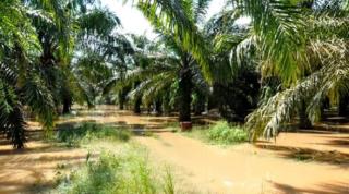 Ini Penjelasan Pakar UGM untuk Menjawab Pertanyaan "Benarkah Pohon Sawit Tak Bisa Menyerap Air?"