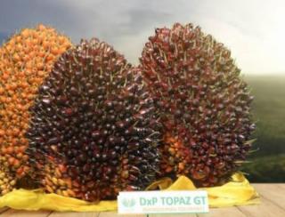 Asian Agri Punya Topaz 1, Ini Seabreg Keunggulannya