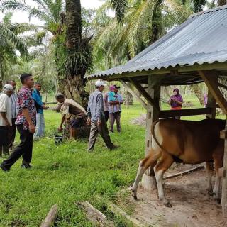 SE Dirjenbun Terbit, Memberi Pijakan Hukum bagi Perusahaan Sawit Mengubah Kewajiban FPKMS