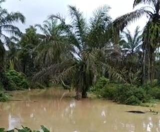Harga Sawit di Sumbar Lumayan Tinggi, tapi Pemanenan Masih Terganggu Banjir
