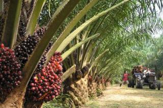 Dibandrol Rp2.600/Kg - Rp3.085/Kg, Harga Sawit Swadaya di Sumut Tergolong Stabil