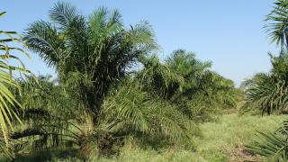 Cenderung Stabil, Sawit Mitra Plasma di Jambi Dihargai Rp3.444,05/Kg