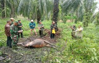Harimau Mangsa Seekor Sapi di Kebun Sawit di Siak, BKSDA Berjanji akan Terus Melakukan Monitoring