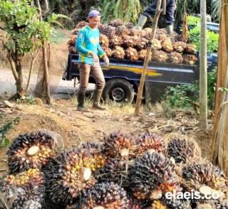 Banyak Petani di Banten Punya Lahan Kosong, tapi Tak Punya Modal Mengelola Sawit