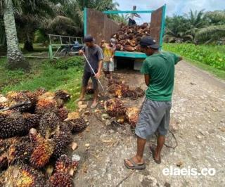 Jelang Tutup Tahun, Harga Sawit di Sumbar Kembali Naik