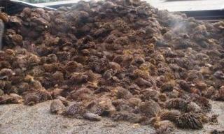 Tim Peneliti IPB University Berhasil Kembangkan Rompi Anti-peluru Berbahan TKKS