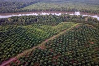 Minyak Sawit di Sierra Leone Kini Bersertifikasi RSPO