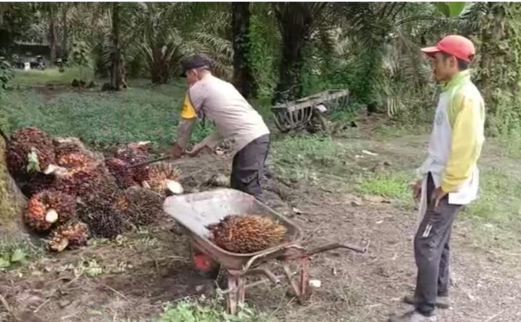 Disorot, Tren Pelabelan&nbsp;No Palm Oil&nbsp;pada Produk Pangan di India