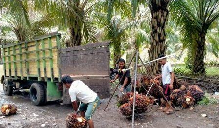 Harga Sawit Swadaya di Sumut Bervariasi, Ditentukan Sejumlah Variabel