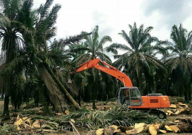Apkasindo Sebut Lemahnya Pendampingan Jadi Penyebab Rendahnya Realisasi PSR 2025