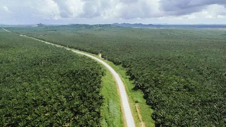 Komoditas Sawit Telah Mengalami Pergeseran Peran yang Signifikan