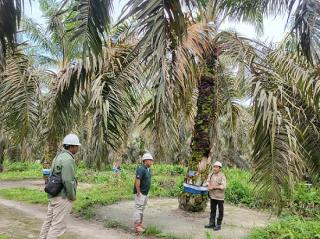 Kapolda Kalteng Komit Perangi Pencurian Sawit, Apkasindo Tawarkan Opsi Seperti Ini