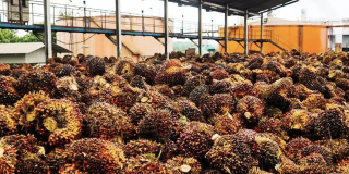 Lumayan Tinggi, Segini Harga Sawit di Aceh pada Pekan Pertama Januari 2026