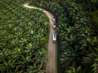 Tantangan Besar Industri Sawit Nasional: Meningkatkan Produktivitas Tanpa Ekspansi Lahan