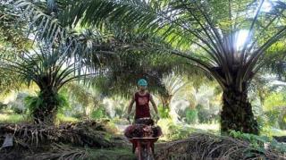Riau Penyumbang Deforestasi Terbesar di Indonesia, Ini Tutupan Hutan yang Hilang Sejak 2 Dekade Terakhir
