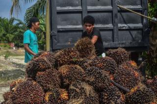 Naik Rp19,39/Kg, Segini Jadinya Harga Sawit Mitra Swadaya di Riau