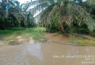 Agar Ekonomi Masyarakat Kembali Bangkit Pascabencana, BPDP Diminta Turun Tangan Benahi Kebun Sawit