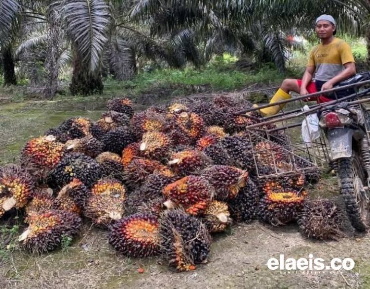 Turun, Harga Sawit di Sumut Jadi Rp3.586.12/Kg