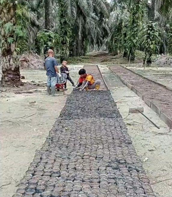 Dikelola Secara Mandiri, Koppsa-M Budidayakan Mucuna untuk Mencegah Gulma diÂ  Kebun Sawit